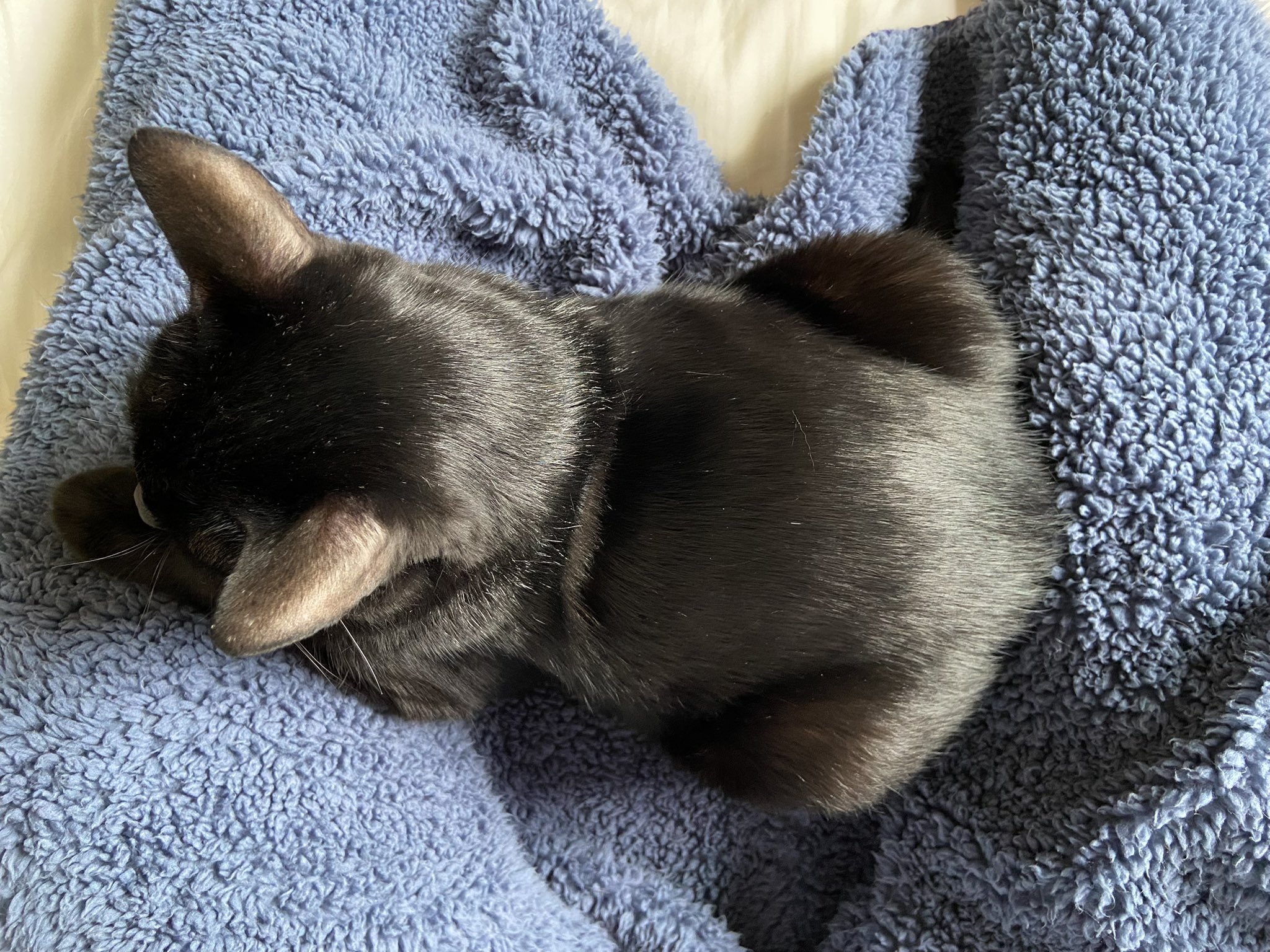 ねこ ねこ on X: 