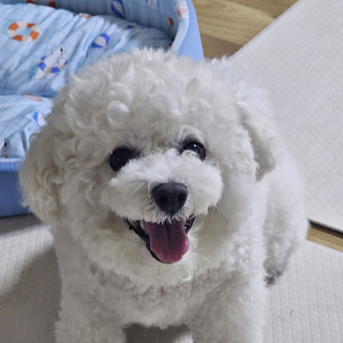 찹쌀이 부르는 별명
찹쌀
찹짤
짭짤
짭
찹찹아
짜리야 (제일 많이 부르는 별명)
짤리야
뽀뽀강아지야
해피야
공주강아지야
짜리공주야
때지강아지야
때지야