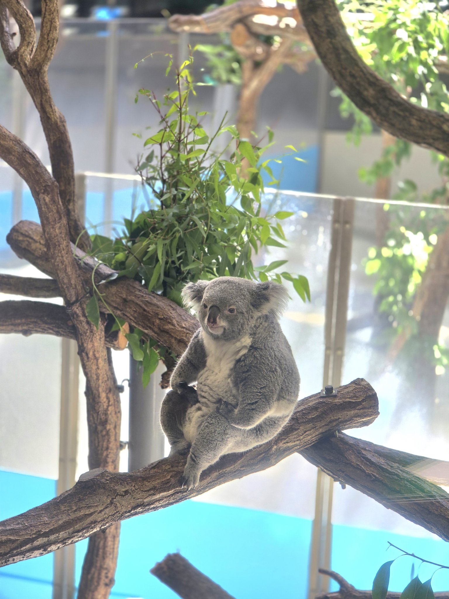 取り置き中　コアラの親子とアジサイ　他5枚 イチャイチャ親子だよ🐨💖🐨💐 20250712 🙅‍♀️無断転載禁止