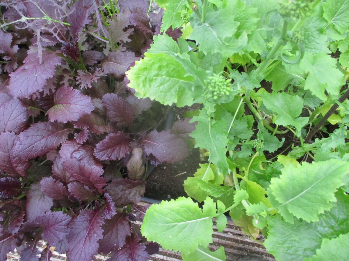 Nicky Kyle Gardening tweet media