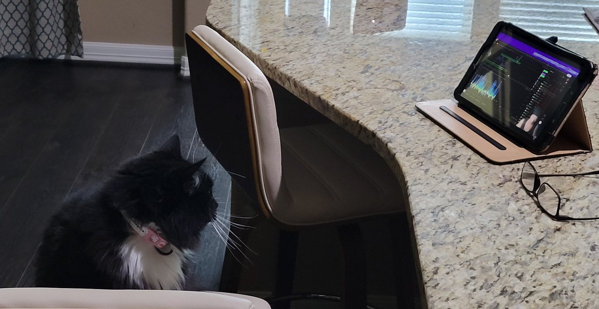 JRSwampy's tweet photo. @jayson_casper our cat is a better trader than me. https://t.co/yDFG79xwXX