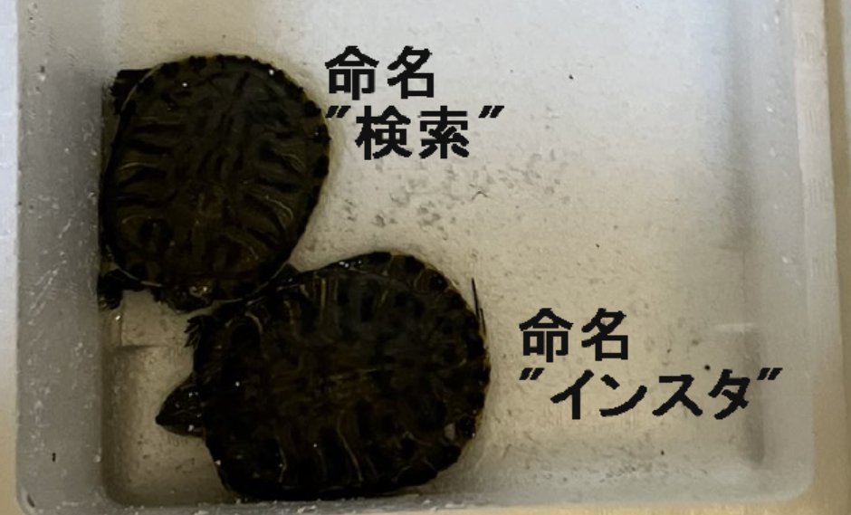 oudaman911's tweet photo. カメの名前が決定しました！ それぞれ、 "インスタ""blep_tokyoで"”検索”になりました！ スポンサーのりょうがさん@blep_tokyo ありがとうございました！ りょうがさんのオンライン古着屋blep_tokyoを皆さんよろしくお願いします↓ https://t.co/v6MCafsFyy https://t.co/mcHxpOzWCW