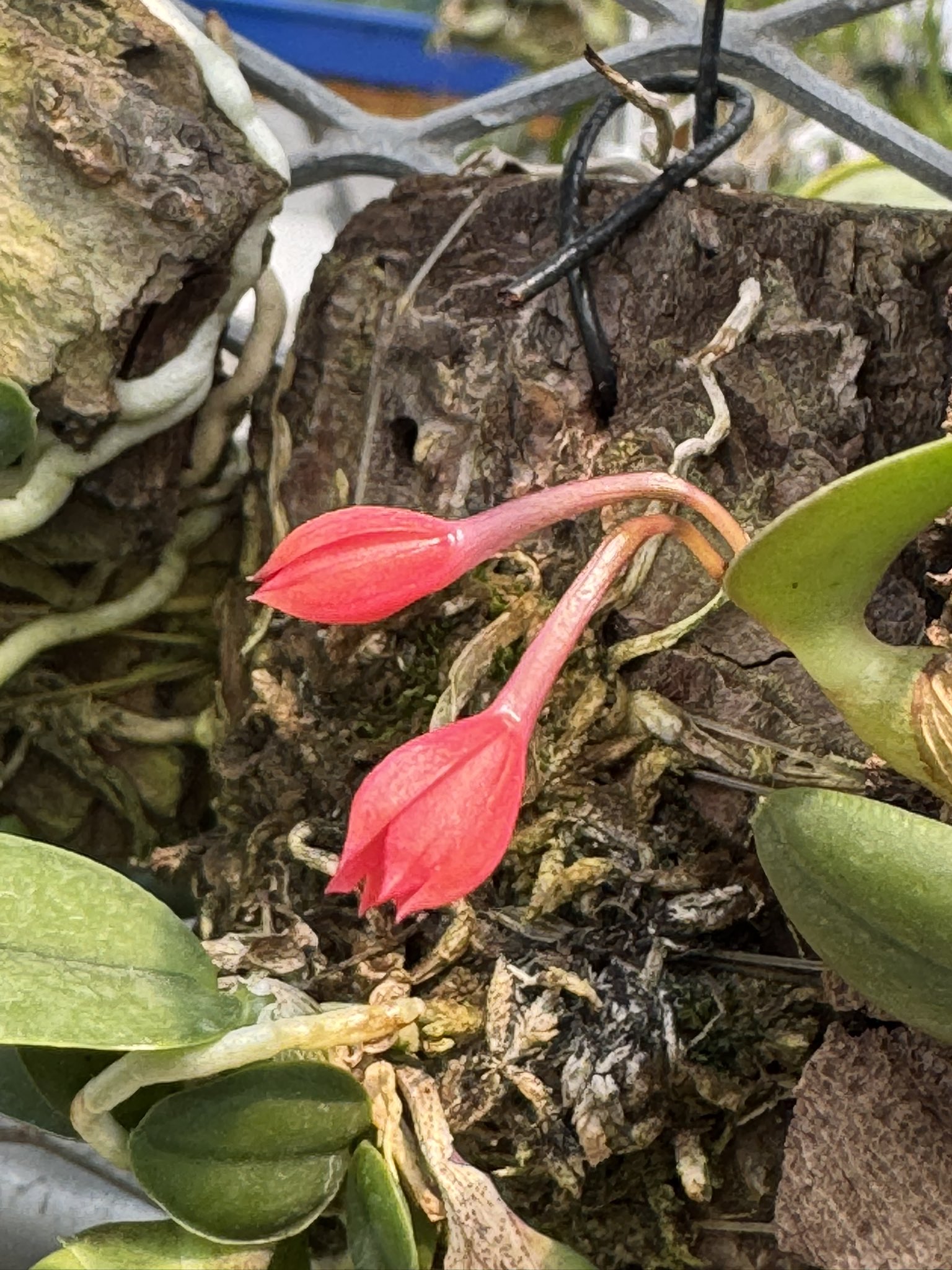 東南アジアのベゴニアの注釈付きチェックリスト Posts with replies by Wakayama Orchids (@WakayamaOrchids) / X