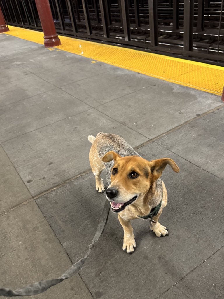 Sophie Vershbow (@svershbow) on Twitter photo When your train finally comes When your train finally comes