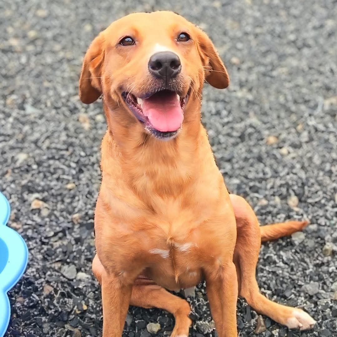 team_greenacres's tweet photo. Meet Socks, a beautiful 4 year old Red Fox #Labrador cross with a gentle, loving nature

When she first arrived, she was in a sorry state with a severe skin condition. Thanks to plenty of care & treatment, she’s now the picture of health with a gleaming coat

Now fully recovered, Socks is ready to find her forever home where she can truly flourish

🏡She would love a home where:

🐶she can enjoy gentle walks, playtime & get plenty of cuddles, 🐶she has stability & companionship

Socks is a sweet, friendly soul who adores human company. She is always ready to greet you with a wagging tail & those soft, trusting eyes that seem to say “thank you” for every bit of kindness shown to her

Socks has that classic Lab charm -  affectionate, eager to please & always happy to be part of whatever’s going on

She’s well-mannered & easy to get along with, making her a joy to have around 💚

❗PLEASE NOTE: Only applications sent via the process below will be considered❗ 

🏡If you think you can offer Socks the right home, please complete the application form by following the link below👇 Don't forget to put her name on the form 

🔗
https://t.co/kmjK8JTOC2

🏡FYI: Applications are processed Monday to Thursday. Please be patient, our rehoming team will be in contact with you as soon as possible. All successful applications will be subject to home & vet checks 

📍Our animals are based in #Pembrokeshire South West #Wales While we do rehome across the UK, please keep our location in mind because visits to the centre are essential. We may also prioritise homes that are closer to the rescue 

For full details on our adoption process please visit: 

🔗 
https://t.co/P5YZxvile6

Thank you for considering adoption & for helping us find truly special home for Socks 💚🙏💚 

#teamgreenacres #k9hour #rehomehour #labradors #crossbreed #crossbreeds #rescue #rescuedog #rescuedogs #dogsoftwitter #dogsofX #dogsofinstagram #teamzay