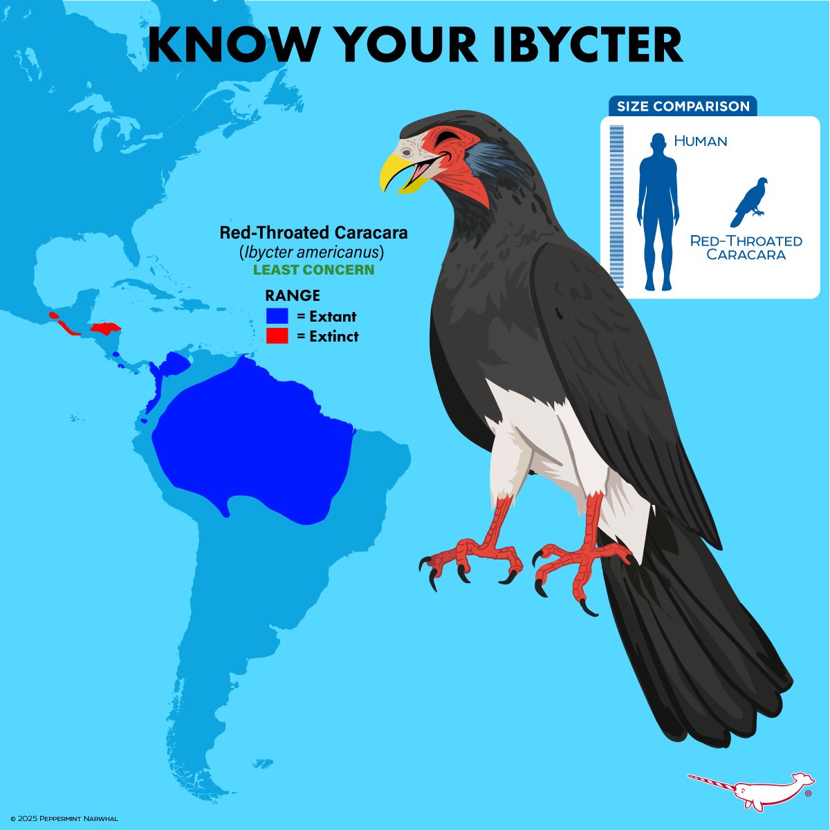 #KnowYouIbycter
#RedThroatedCaracara

#BIRD MERCH - peppermintnarwhal.com/s/search?q=bird

Shop #PeppermintNarwhal:
peppermintnarwhal.com

Int'l Shoppers visit our store on Etsy:
etsy.com/shop/Peppermin…