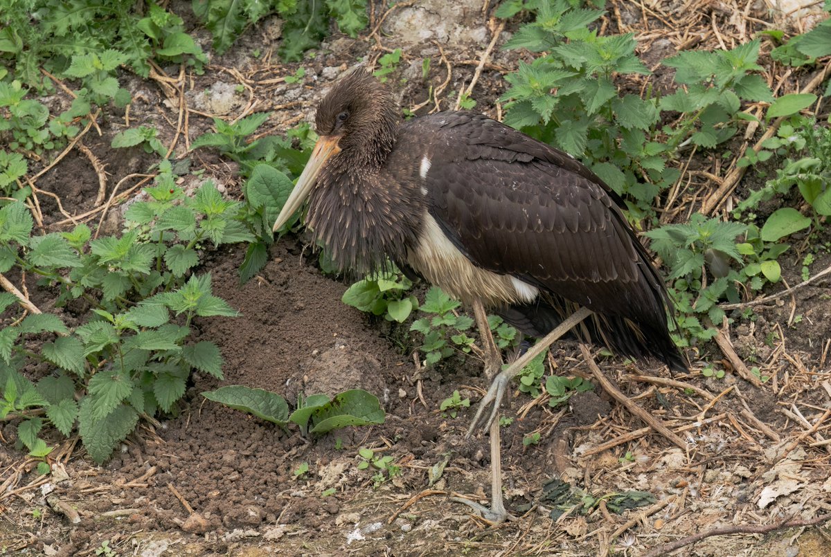 Drove over 2 hours to Suffolk for the young Black Stork without an SD card in the camera! Thanks to <a href="/jkyles32/">Kyle Smith 🏴󠁧󠁢󠁳󠁣󠁴󠁿</a> for lending me one so I could get a few shots 👍