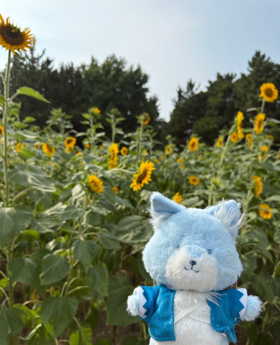 どうも、ミブロウです🐺

夏休みももうすぐ終わりだね〜
みんなどんな風に過ごしたのかな？
僕は最近ひまわり畑に行ってきたよ🌻
暑い中綺麗に咲いてたひまわりかっこよかったな〜

#ミブロウ #青のミブロ #ひまわり #夏休み