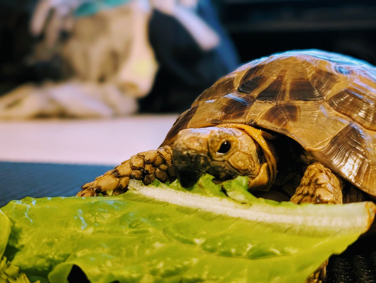 kamex0017's tweet photo. もう夜だけど、おはようカメックス。
昨日から少し食欲がなかったカメックス。さっき起きてきて、少しお散歩して、ご飯中。#リクガメ #ギリシャリクガメ #GreekTortoise #TortoiseLife https://t.co/JWdK0vPRs5