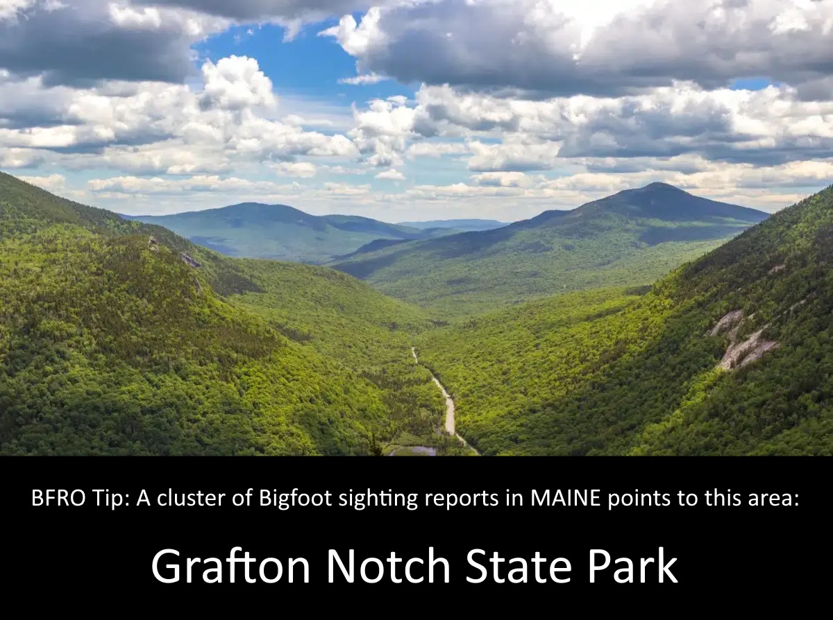 ATTN MAINE  >> August 2, 2025: Motorists observe a sasquatch crossing State Route 26 in daylight near Grafton Notch State Park, nine miles from New Hampshire border. For the full report by BFRO Investigator Jeff Shepherd, see: bfro.net/GDB/show_repor…