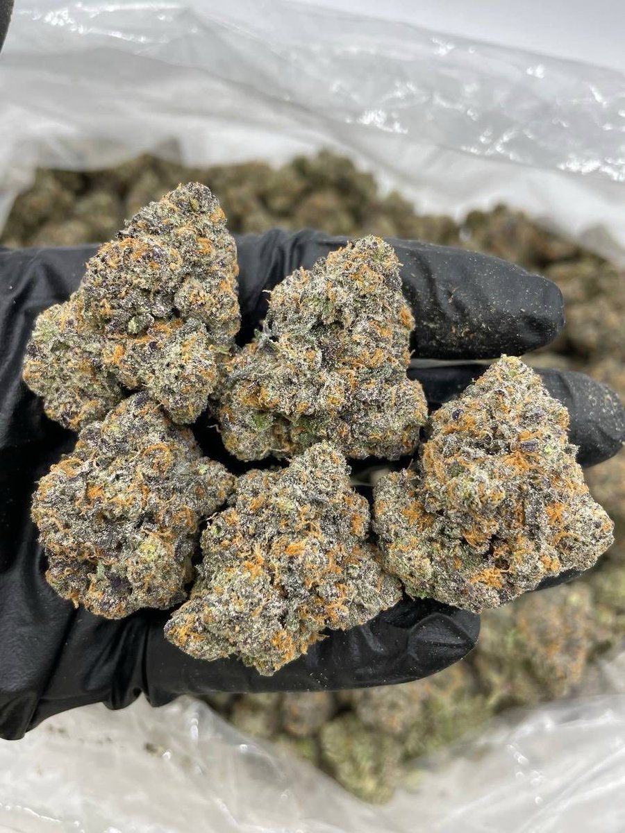 XoticsMenu's tweet image. White Rainbow indoors ⚪️🌈
——————————————————
Big sticky buds with nice structure and color! Creamy gas nose that smells like a white mochi crossed with rainbow belts

📦$1300 P
📦$1250 5+
📦$1200 10+
📦$1150 25+
📦 50+ 📲
——————————————————
📍 Intown - $1100📍
📲 DM for TP 🧻