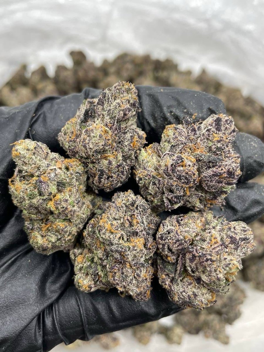 XoticsMenu's tweet image. Super Nightshade indoors
——————————————————
Full color nightshades crossed with super runtz. Sticky cure and nice structure with a unique nose that matches the genetics 🔥

📦$1400 P
📦$1350 5+
📦$1300 10+
📦$1250 25+
📦 50+ 📲
——————————————————
📍 Intown - $1200📍
📲 DM for TP