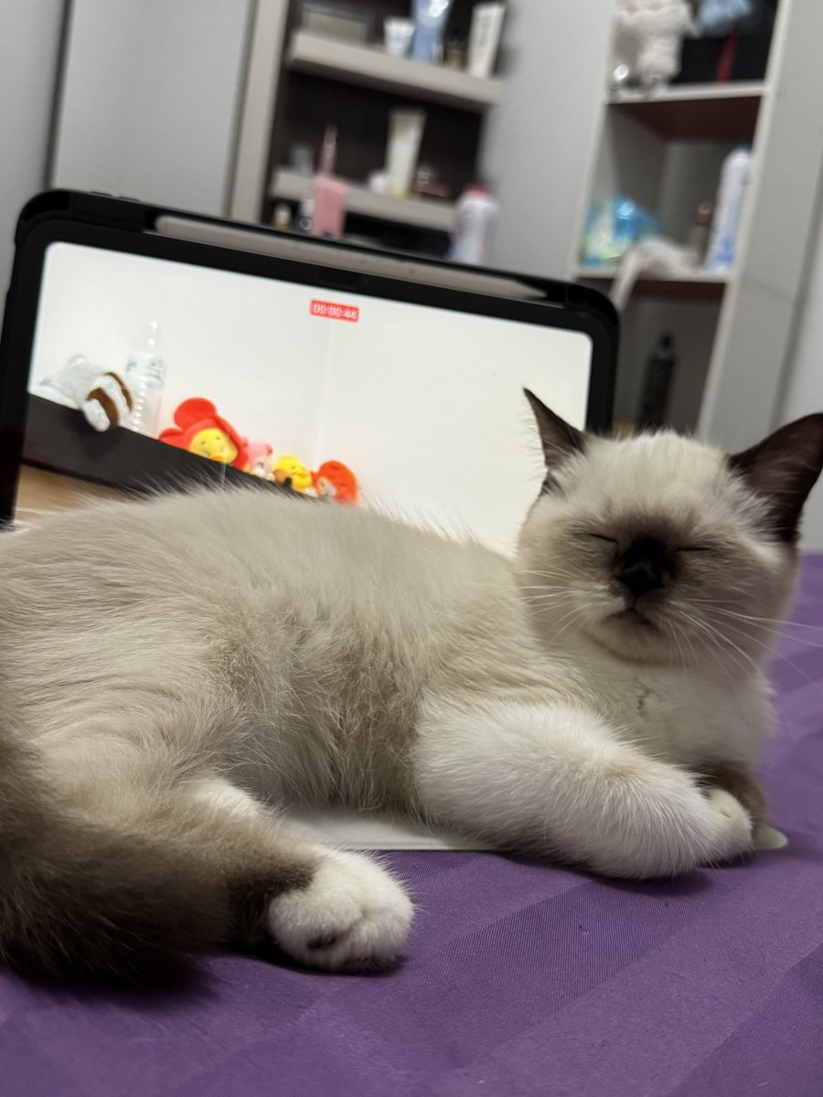 PuRit_x's tweet photo. ลูกกุกะคือเกลียดจอไม่เกินจริง https://t.co/qsf0kQklDy