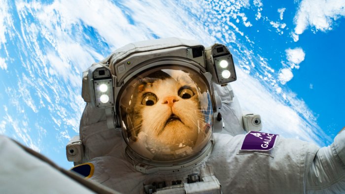 宇宙でセルフィーを撮る猫の宇宙飛行士 — $CATTYミームトークンを象徴