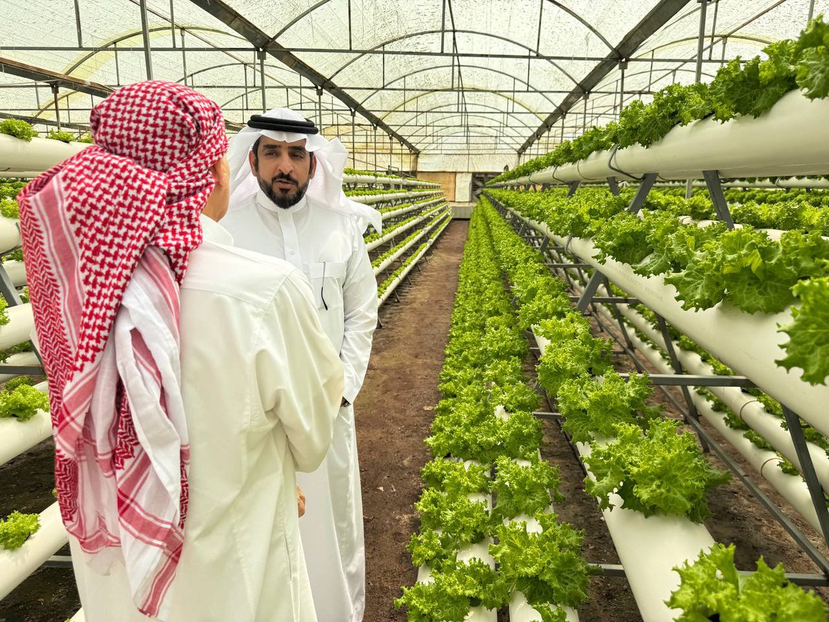 News_Almadinah's tweet photo. المزرعة النموذجية للزراعة المائية في منطقة #المدينة_المنورة تحقق إنتاجًا تجاوز 2 مليون كيلوجرام من المحاصيل الزراعية المتنوعة، على مساحة تقدر بـ(183) ألف متر مربع، تضم (20) صالة زراعية مكيفة، بما يوفر بيئة مثالية تحافظ على جودة وسلامة الإنتاج. https://t.co/Y94zbVKueF