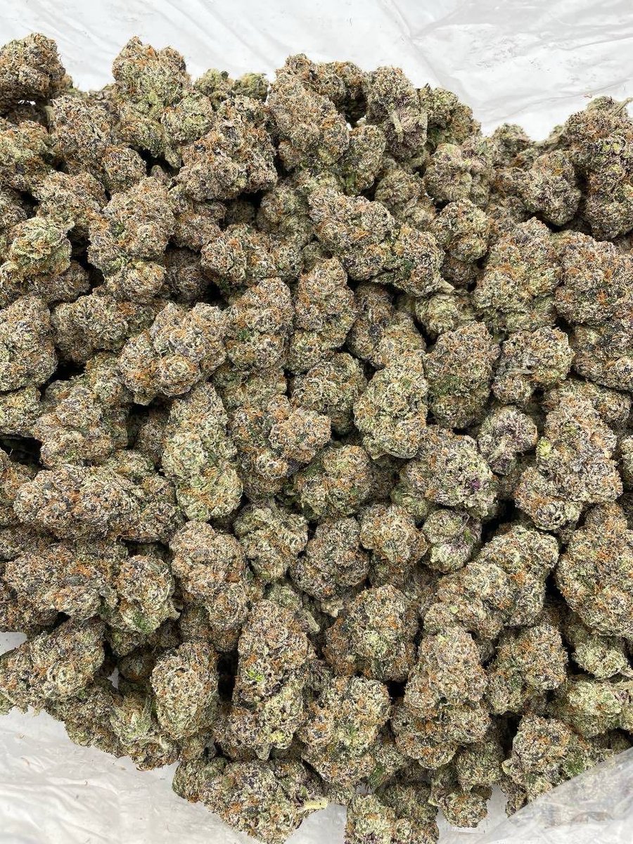 XoticsMenu's tweet image. Candy Watermelonz indoors 🍭🍉
——————————————————
Fire AAA candies with a crazy watermelon LCG nose 🔥 super colorful nugs caked in trichomes cured perfect for the smoke 💨

📦$1550 P
📦$1500 5+
📦$1450 10+
📦$1400 25+
📦 50+ 📲
📍 Intown - $1350📍
📲 DM for TP 🧻 + Bulk 🏋️