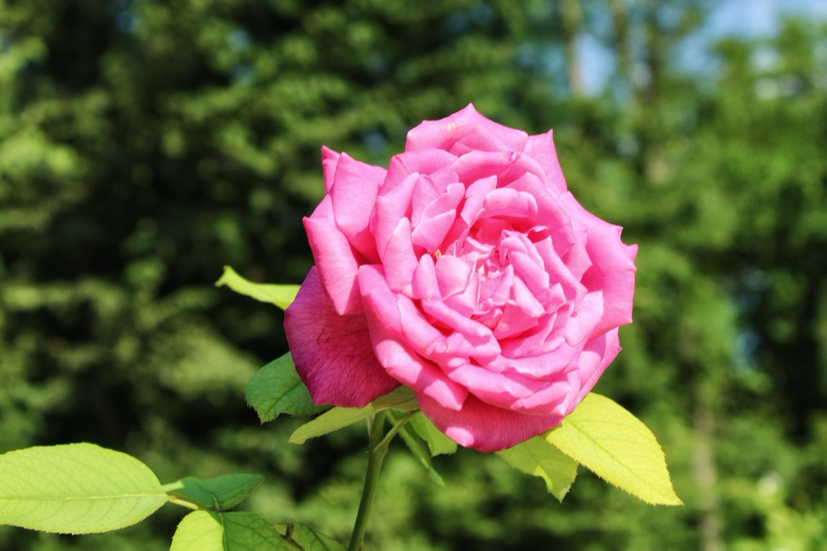 Happy #MagentaMonday