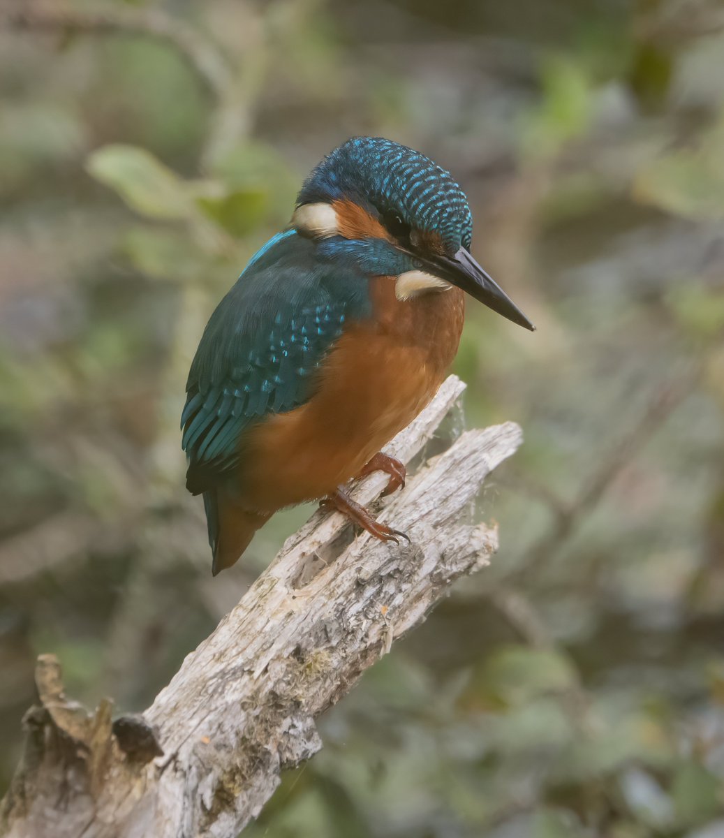 Brandon marsh reserve 18/08/25