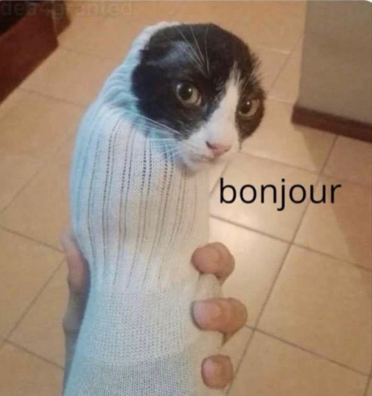 靴下から覗く猫のミームに「bonjour」と表示された、$CATTY向けの画像