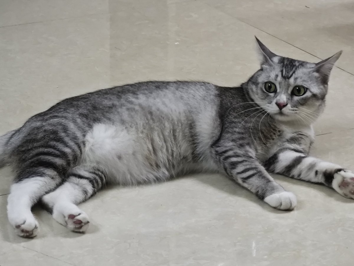 肚皮上的毛就像肥佬脖颈后的肉