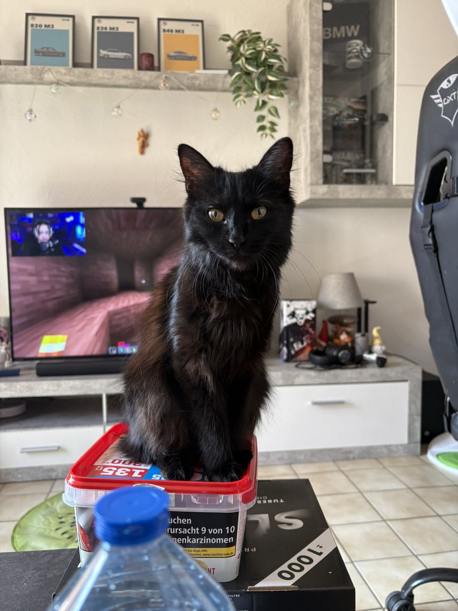malipeeep's tweet photo. Mon chat fête ses un an, ça grandit vite les enfants https://t.co/wFxSNh7yFU