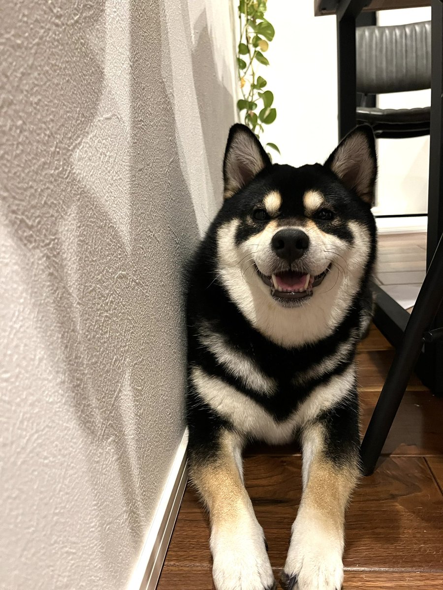 犬いつもありがとう🌱