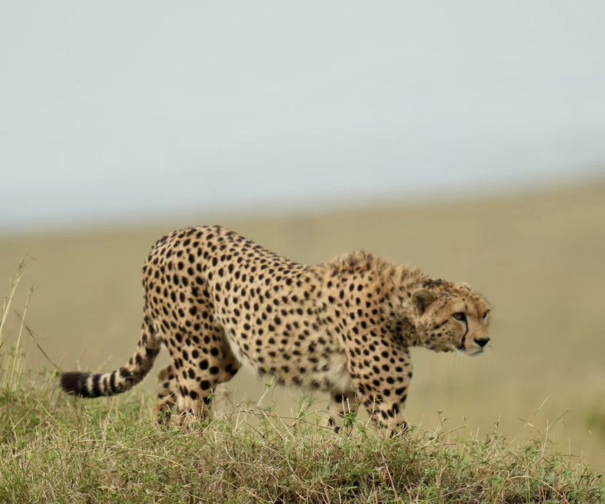 Proper Cats family day in the Mara .