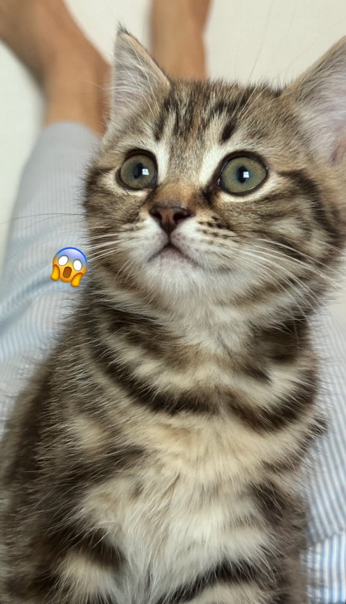 빠루공주님 너무 미묘자나❣️❣️❣️❣️