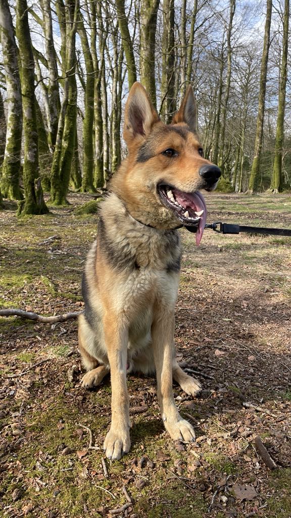 Loki is 2yrs old and he spent the first year of his life in a plastic bike shed! Loki and the #Cornwall kennels have worked hard and his confidence has soared but he will need a patient, child and pet free home 
#germanshepherd #dogs 
gsrelite.co.uk/loki-11/