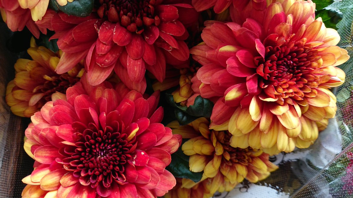 ボランティアあろま☆いりあブログ更新しました。
「ボランティアあろま☆いりあ9月の勉強会のお知らせ」

秋の美肌アロマケアについて、ご一緒に学んでみませんか？
aroma100.blog94.fc2.com/blog-entry-916…