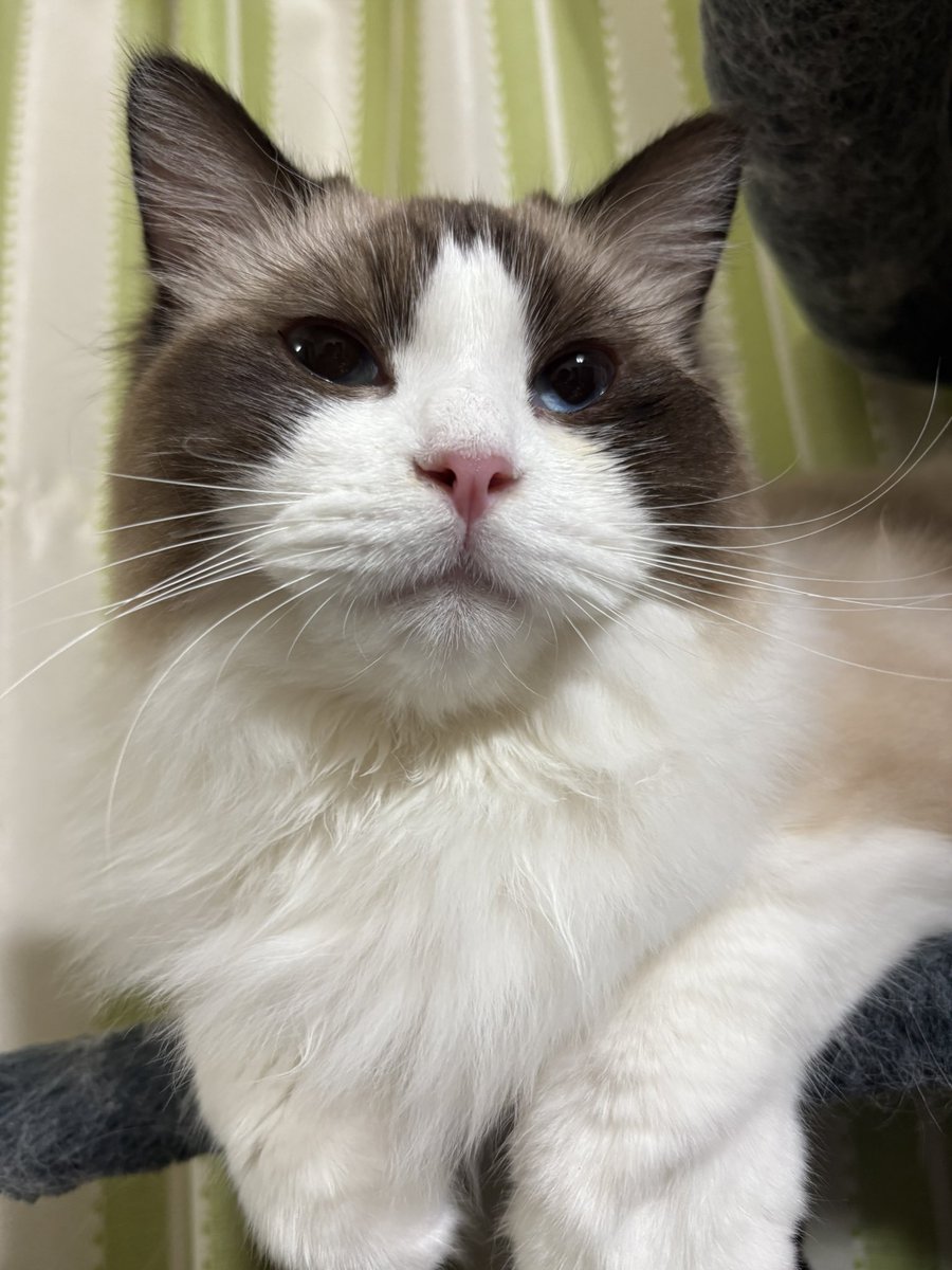 ハッピーバースデー🎉パルム
無事に1歳になりました✨