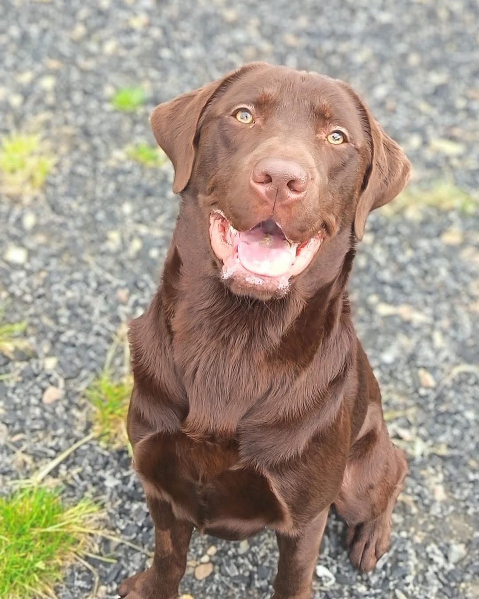 Meet Rolo, a handsome 17 month old chocolate #Labrador with all the charm, enthusiasm &amp; energy you’d expect from the breed

He’s a bright, affectionate lad who loves nothing more than being in the thick of family life, whether that’s chasing a ball across the park, splashing