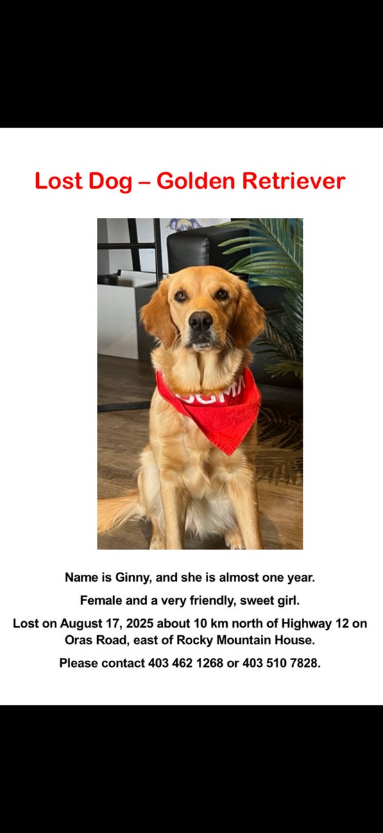 Ginny is lost! She belongs to a friend of ours. Please share this and be on the lookout for this sweet girl. Her family is frantic. Thank you.