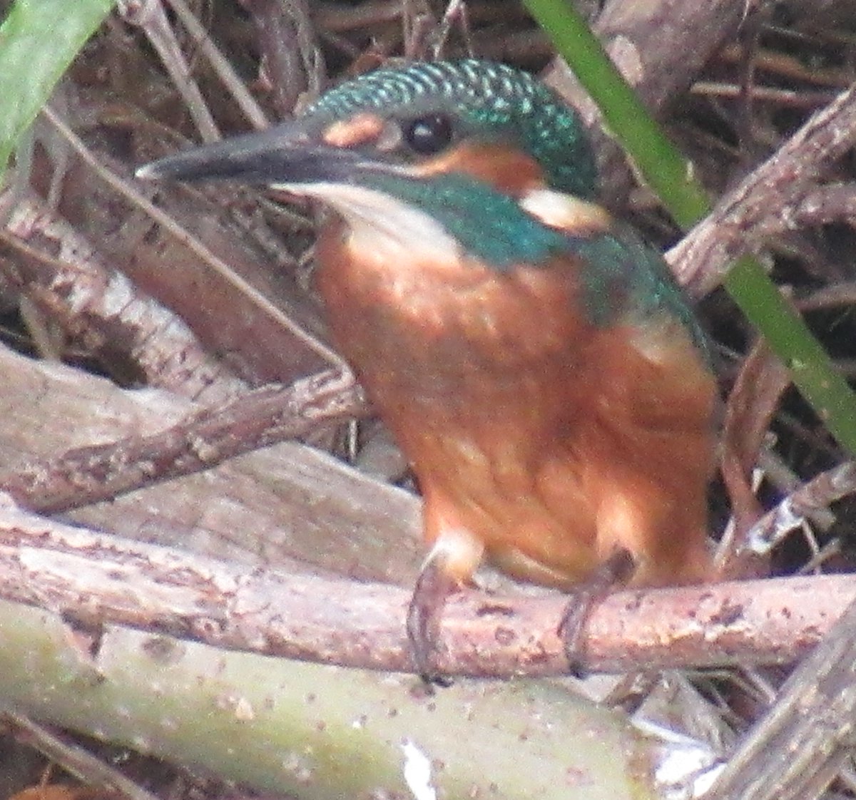 Borders Dexy (@dexysrun) on Twitter photo Juvenile Kingfisher on the Gala Water😊
<a href="/Natures_Voice/">RSPB</a> <a href="/birdingplaces/">Birdingplaces</a> <a href="/RSPBScotland/">RSPB Scotland</a>
#BirdsOfTwitter #BirdsSeenIn2025 #NatureBeauty #birdwatching <a href="/Britnatureguide/">The British Nature Guide</a>
#TwitterNatureCommunity #BirdsUp
<a href="/RSPBbirders/">RSPB Birders</a> <a href="/wildbirdtrust/">The Wild Bird Trust</a> <a href="/BirdGuides/">BirdGuides</a>
<a href="/NatureScot/">NatureScot</a> <a href="/ThePhotoHour/">#ThePhotoHour</a> #birds Juvenile Kingfisher on the Gala Water😊
<a href="/Natures_Voice/">RSPB</a> <a href="/birdingplaces/">Birdingplaces</a> <a href="/RSPBScotland/">RSPB Scotland</a>
#BirdsOfTwitter #BirdsSeenIn2025 #NatureBeauty #birdwatching <a href="/Britnatureguide/">The British Nature Guide</a>
#TwitterNatureCommunity #BirdsUp
<a href="/RSPBbirders/">RSPB Birders</a> <a href="/wildbirdtrust/">The Wild Bird Trust</a> <a href="/BirdGuides/">BirdGuides</a>
<a href="/NatureScot/">NatureScot</a> <a href="/ThePhotoHour/">#ThePhotoHour</a> #birds