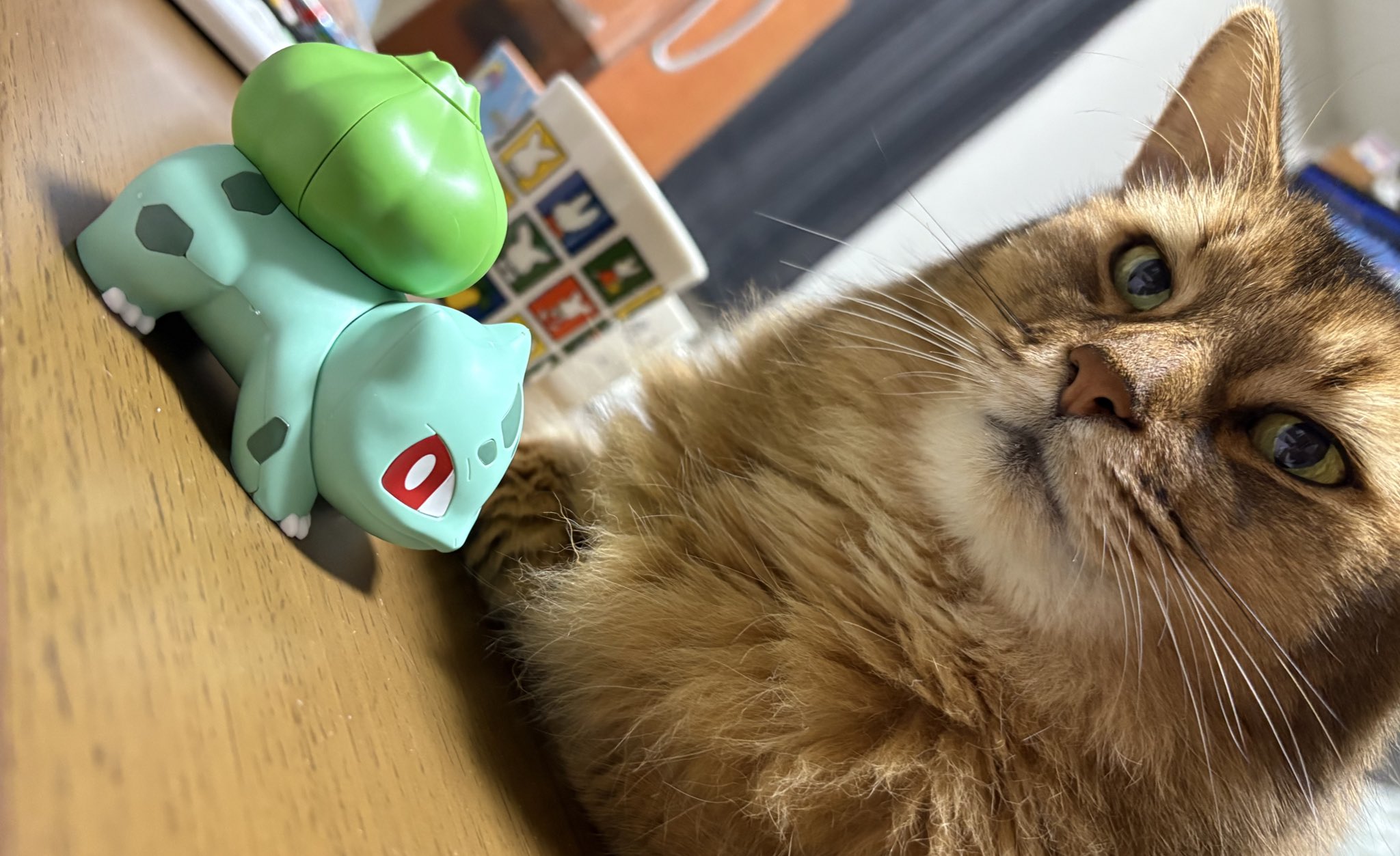サイヤ猫 羊毛フェルト 猫 キジシロ猫さんとセキセイインコさん キジ白