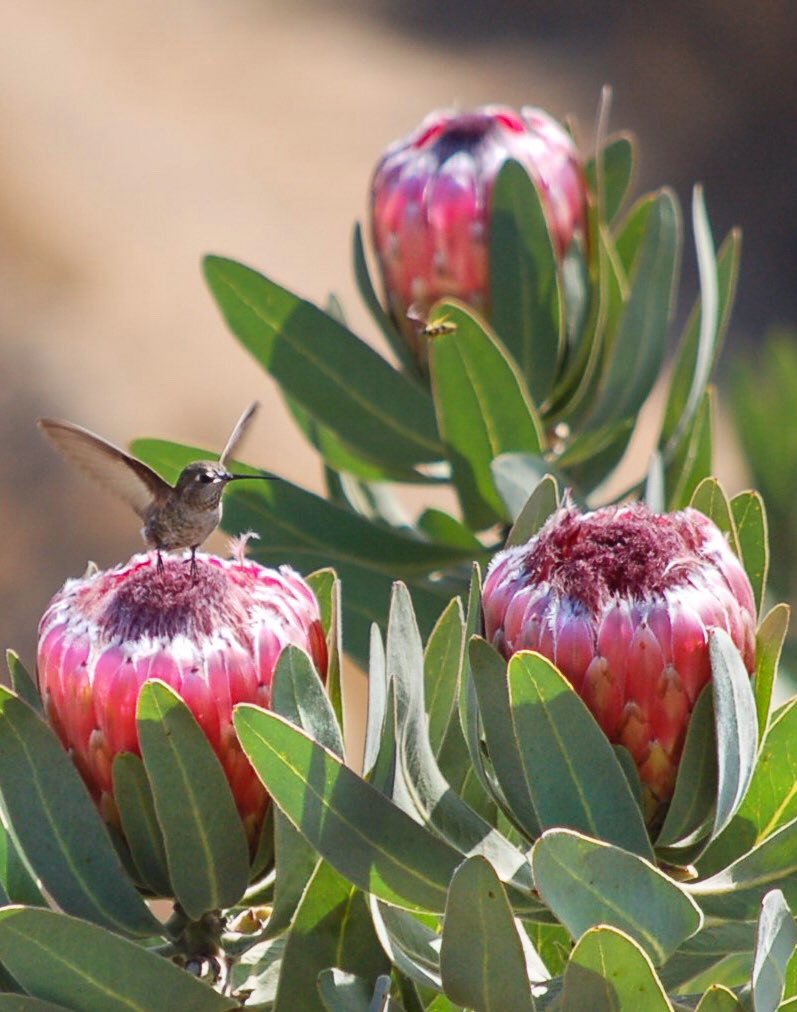 The true art of living consists in seeing the miraculous in the everyday. – Pearl S. Buck 🍃🌸🕊️🌷🍃 #mondaymotivation #inspiredbynature #everydayisablessing #lifeisbeautiful #proteas #hummingbird