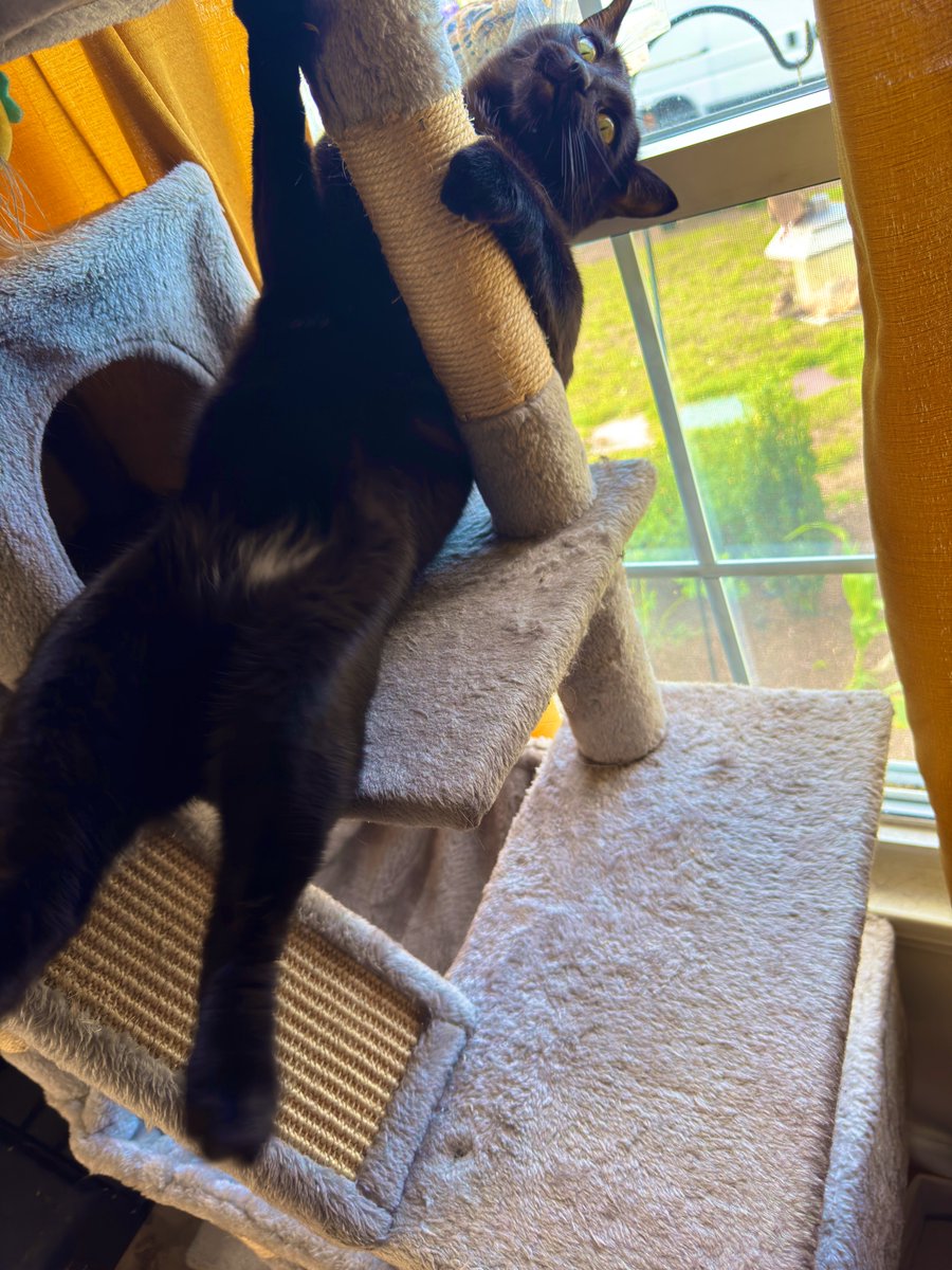 Sully is excited about his Birds 🐦 ❤️🐈‍⬛