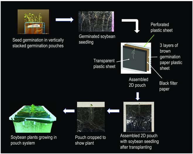 PPhenomics's tweet photo. We improved a 2D root phenotyping platform for soybean, reducing background noise and boosting accuracy. Genome-wide studies identified key genes shaping root traits, enhancing nutrient and water efficiency. #AgricultureInnovation #RootScience
Details: https://t.co/Hw7vmMDn1l https://t.co/MQHvBMZ7FA