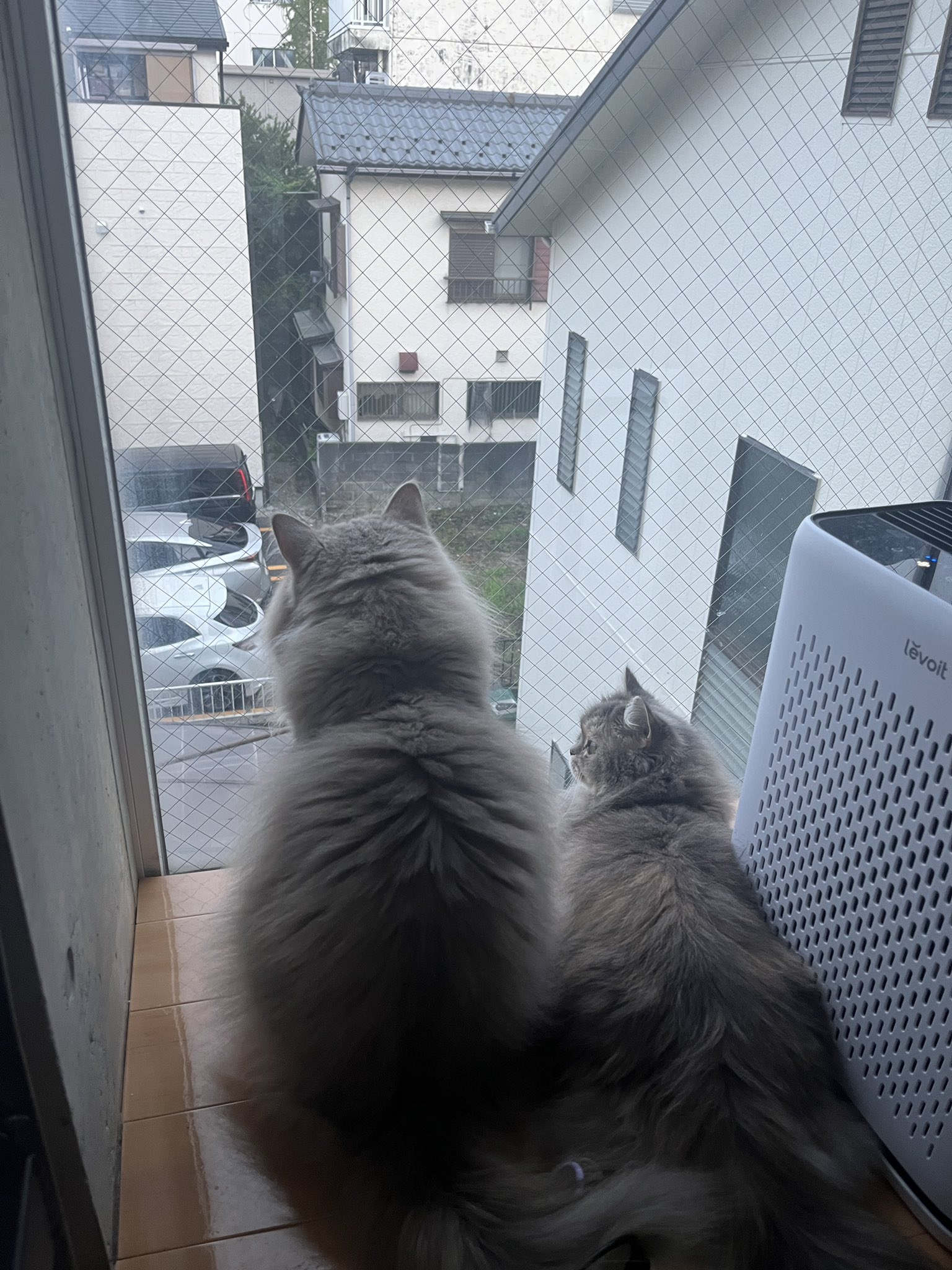 あおひさま on X: 