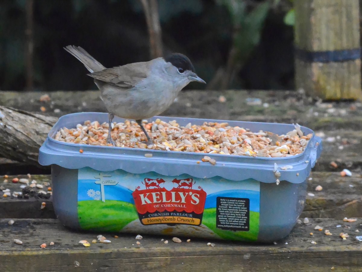 #AlphabetChallenge #WeekHforHats 
A male Blackcap