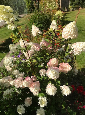Garden cheer from the Scottish Highlands

Hydrangea paniculata in full glory with large, showy white flower heads. A tough shrub, it can reach 150cms tall and gives a display well into autumn even early winter.