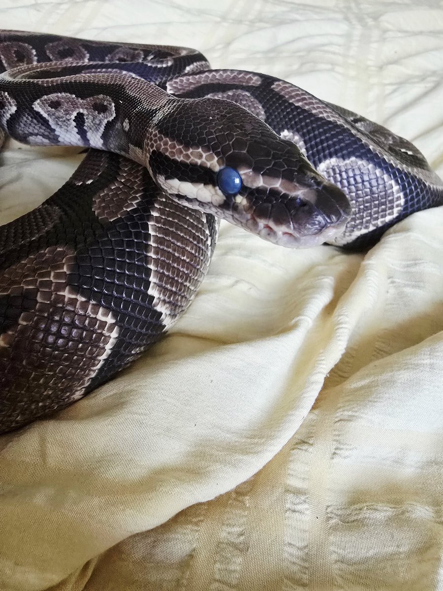 SerpentEmpress_'s tweet image. My snake is going through shed. #royalpython #ballpython #snake #blueeyes