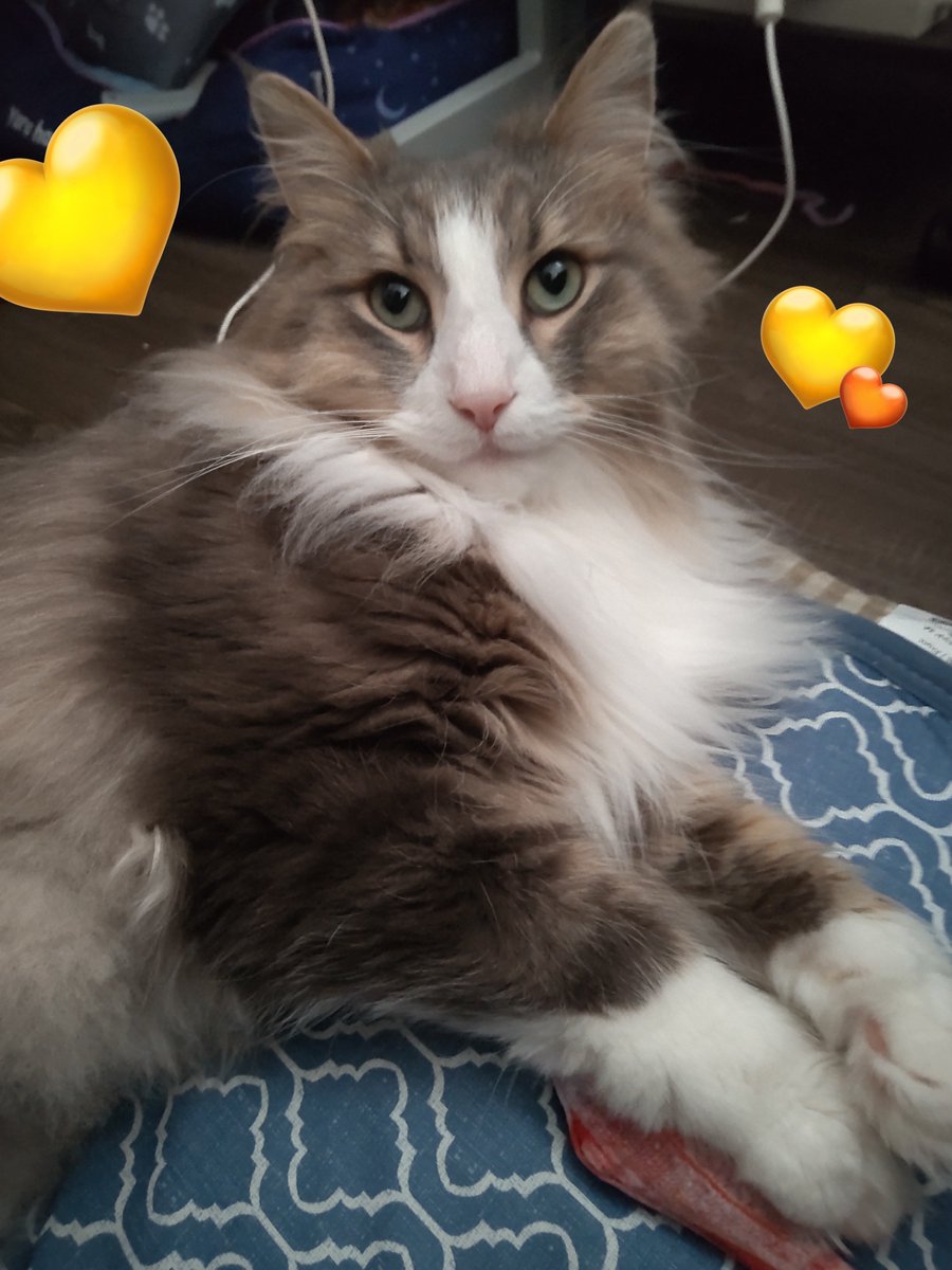 今日もお疲れさまでした🍀*゜

おやすみにゃさい⋆🌙·̩͙⋆🐾
 #ねこ #猫