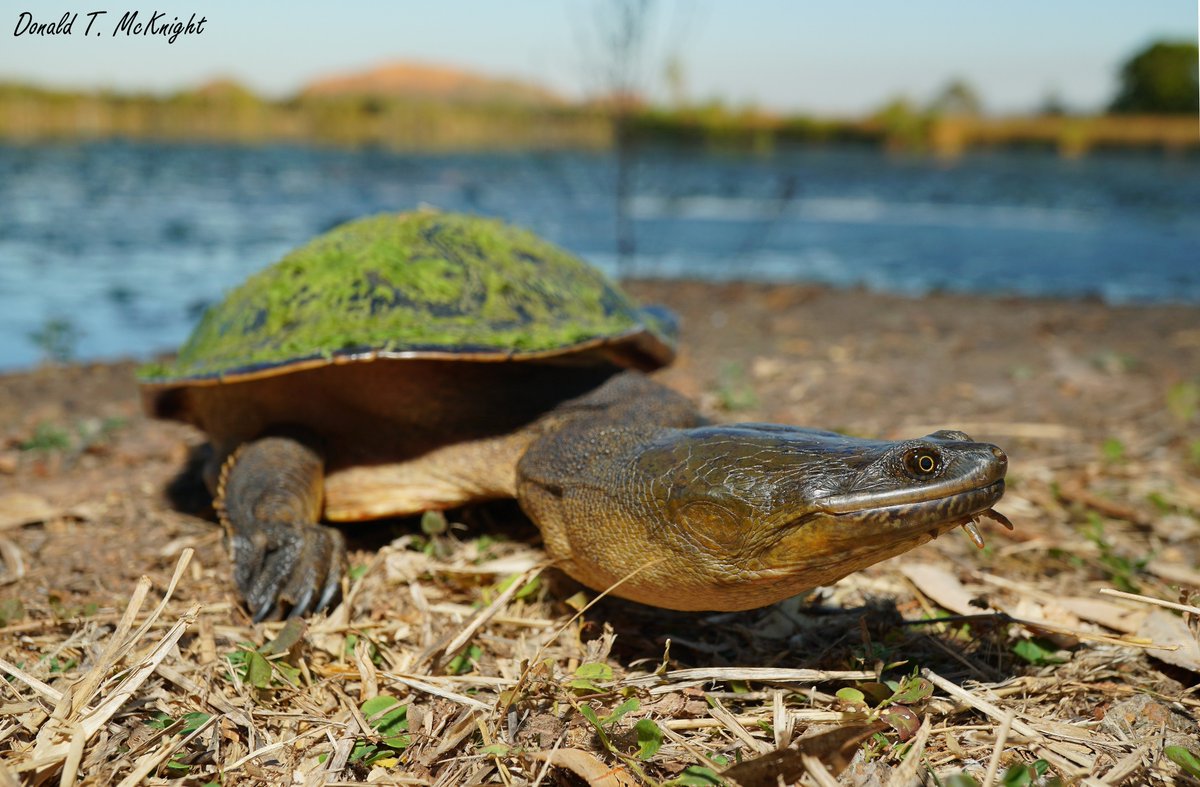Donald McKnight (@donaldmcknight2) on Twitter photo Recently got the chance to work on the incredible Sandstone Longneck #Turtle (Chelodina burrungandjii) with <a href="/deborah_bower/">deborah bower 🐢 🌈 🐸</a>. Their wide, flat heads are amazing. What a great #turtles. #WildOz #WildlifePhotography #Research Recently got the chance to work on the incredible Sandstone Longneck #Turtle (Chelodina burrungandjii) with <a href="/deborah_bower/">deborah bower 🐢 🌈 🐸</a>. Their wide, flat heads are amazing. What a great #turtles. #WildOz #WildlifePhotography #Research