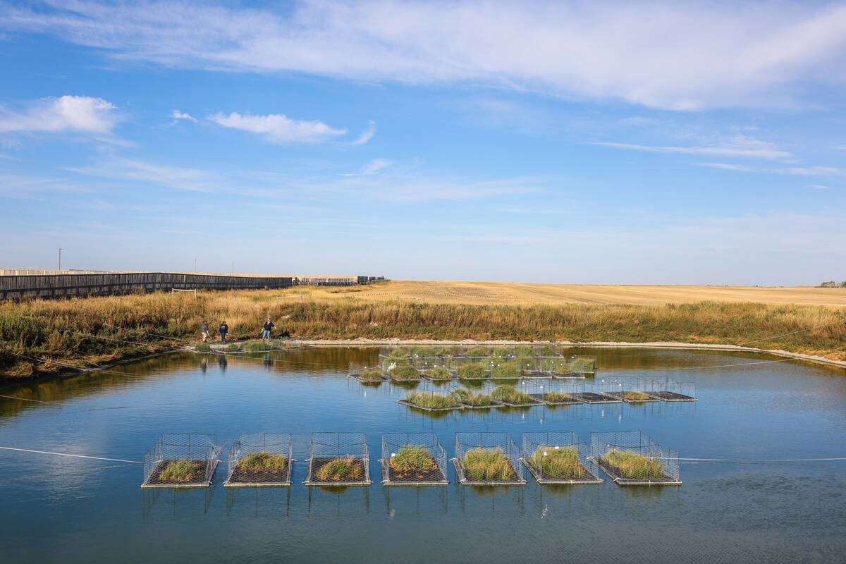 Alberta researchers study potential of native plants to clean water in feedlot run-off. vist.ly/43rxg