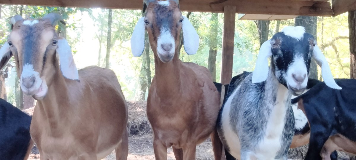 Announcement: we are going back to our regular shipping schedule, 3x per week. Also, thank you all so very much for helping us, putting up with the waits on shipping, and being so kind and supportive ❤️ I know we are going to make it.