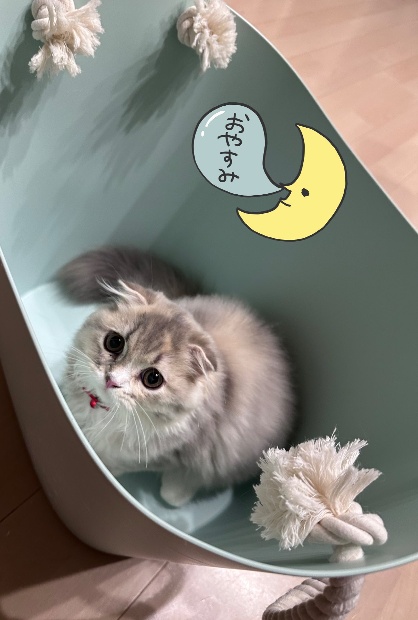 ねここ🐈🐈‍⬛🫸🤓 Twitch (@Necoco_002) / X