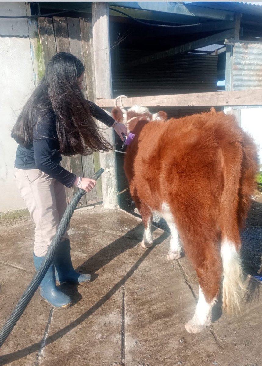 Nuestra Gente
Escuela Agraria de Azul (Bs. As.)
Alumna de Primer Año en su Práctica Formativa con Terneras Hereford.
#EducaciónAgraria