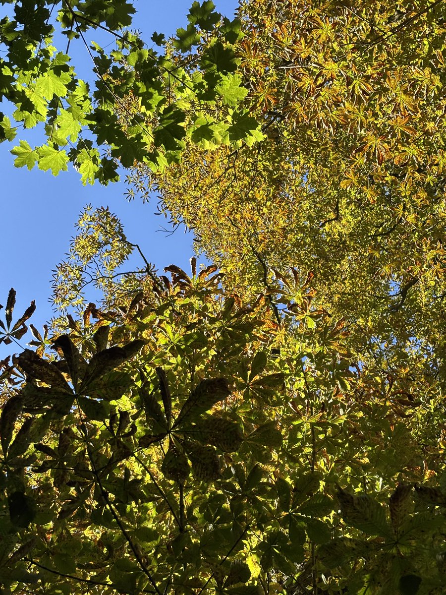 m00nph4ses's tweet image. Walk