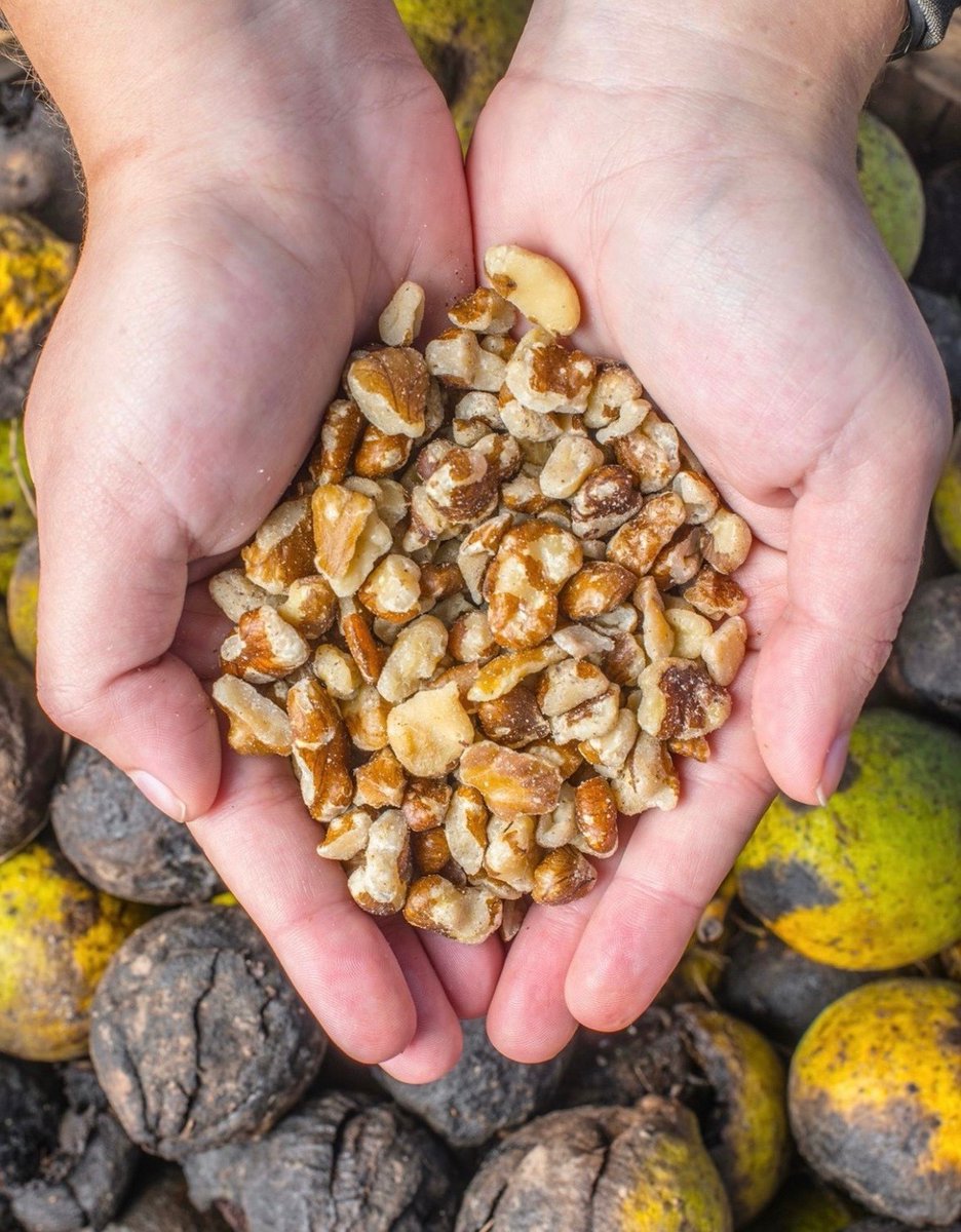 Every part of the #BlackWalnut has an important purpose. The outer hull for dyes &amp; tinctures, the inner shell as an abrasive cleaner. Lastly, the delicious &amp; nutritious nut meat!  Offered in a variety of kernel sizes as well as ground down for flour &amp; expeller pressed for oil!